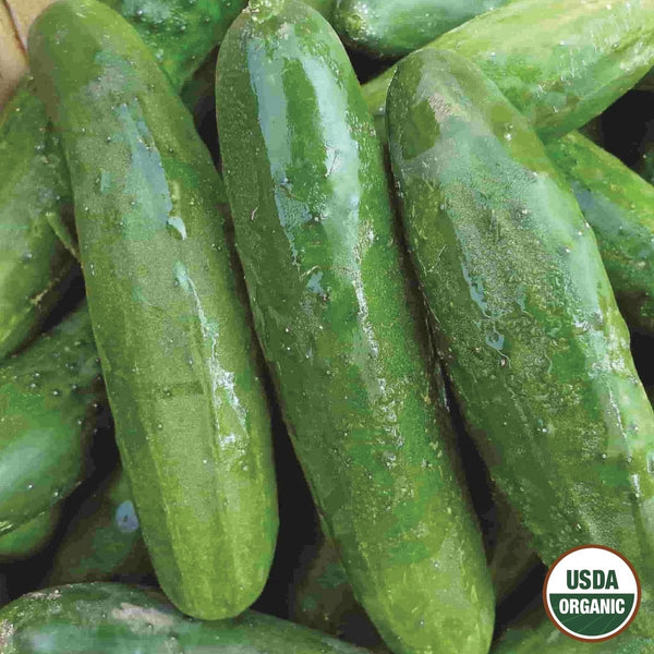 Cucumber, Poinsett Organic Seeds, 1.4g