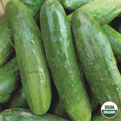 Cucumber, Poinsett Organic Seeds, 1.4g