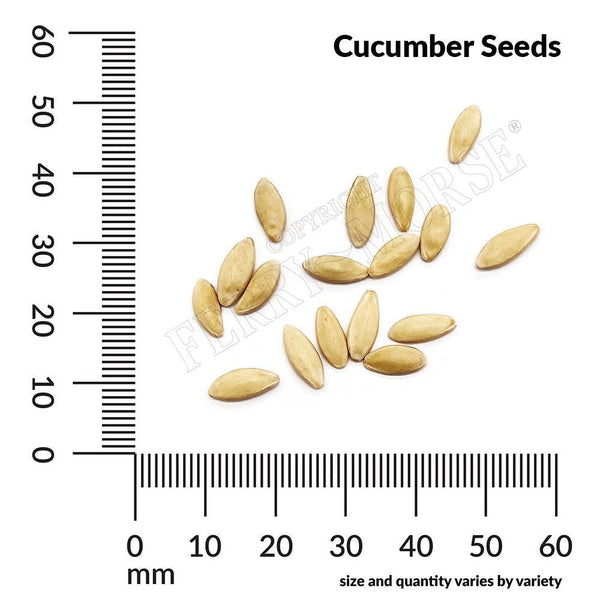 Cucumber, Spring Burpless Organic Seeds, 1.2g | Seedsplant