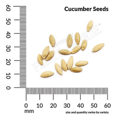 Cucumber, Poinsett Organic Seeds, 1.4g
