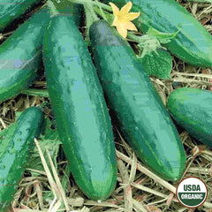 Cucumber, Spacemaster Organic Seeds, 1.4g