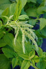 Green Tails