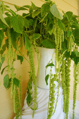 Green Tails