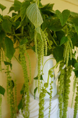 Green Tails