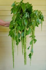 Green Tails