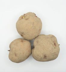 Warba Organic - Seedsplant
