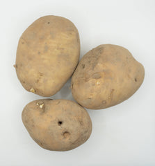 Kennebec Organic - Seedsplant
