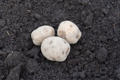 Warba Organic - Seedsplant