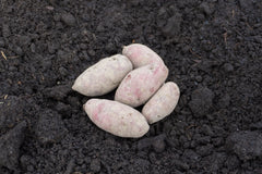 French Fingerling Organic - Seedsplant