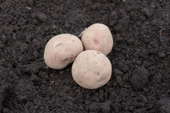 Red Pontiac Organic - Seedsplant