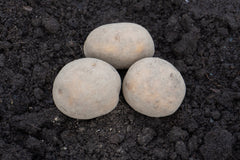 Yukon Gold Organic - Seedsplant