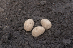 GemStar Russet Organic - Seedsplant