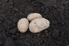 Sieglinde Organic - Seedsplant