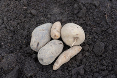 Potato Mix Organic - Seedsplant