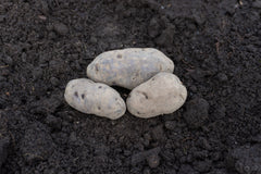 Russian Blue Organic - Seedsplant