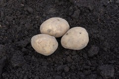 Kennebec Organic - Seedsplant
