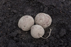 Chieftain Organic - Seedsplant