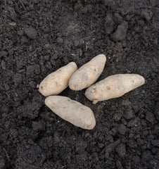 La Ratte Fingerling Organic - Seedsplant