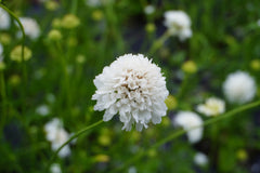 Snowmaiden