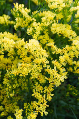 Lemon Yellow Bonduelli