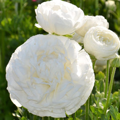 White Ranunculus Corms Bulbs Persian Buttercup Growing Bonsai Roots Rhizomes Tubers Potted Planting Reblooming Fragrant Garden Species Blooms Flower Seeds Plant Gardening