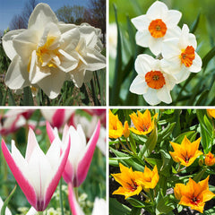 Naturalizing Tulip & Daffodil Bulb Collection
