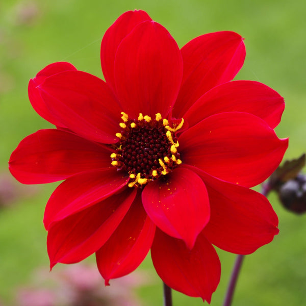 Bishop of Llandaff Dahlia Bulbs Perennial Growing Bonsai Roots Rhizomes Corms Tubers Potted Planting Reblooming Fragrant Garden Species Blooms Flower Seeds Plant Gardening