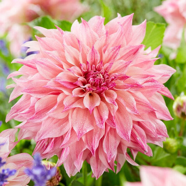 Dahlia Cafe au Lait Royal Bulbs Perennial Growing Bonsai Roots Rhizomes Corms Tubers Potted Planting Reblooming Fragrant Garden Species Blooms Flower Seeds Plant Gardening