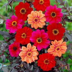 Dark Leaf Collection Dahlia Bulbs Perennial Growing Bonsai Roots Rhizomes Corms Tubers Potted Planting Reblooming Fragrant Garden Species Blooms Flower Seeds Plant Gardening