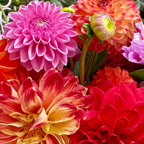 Dinner Plate Extravaganza Mix Dahlia Bulbs Perennial Growing Bonsai Roots Rhizomes Corms Tubers Potted Planting Reblooming Fragrant Garden Species Blooms Flower Seeds Plant Gardening