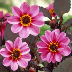 Giselle Dahlia Bulbs Perennial Growing Bonsai Roots Rhizomes Corms Tubers Potted Planting Reblooming Fragrant Garden Species Blooms Flower Seeds Plant Gardening