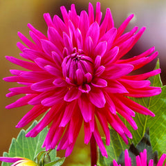 Purple Gem Dahlia Bulbs Perennial Growing Bonsai Roots Rhizomes Corms Tubers Potted Planting Reblooming Fragrant Garden Species Blooms Flower Seeds Plant Gardening