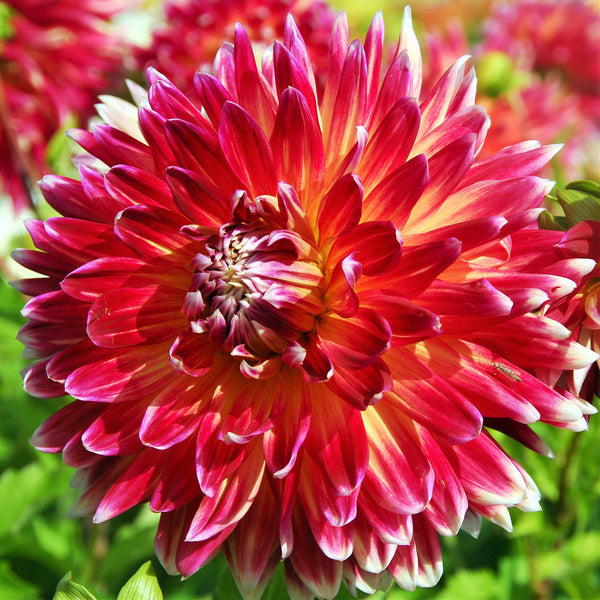 Akita Dahlia Bulbs Perennial Growing Bonsai Roots Rhizomes Corms Tubers Potted Planting Reblooming Fragrant Garden Species Blooms Flower Seeds Plant Gardening