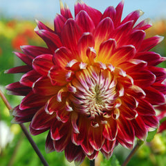 Melody Akita Dahlia Bulbs Perennial Growing Bonsai Roots Rhizomes Corms Tubers Potted Planting Reblooming Fragrant Garden Species Blooms Flower Seeds Plant Gardening