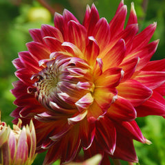 Akita Dahlia Bulbs Perennial Growing Bonsai Roots Rhizomes Corms Tubers Potted Planting Reblooming Fragrant Garden Species Blooms Flower Seeds Plant Gardening