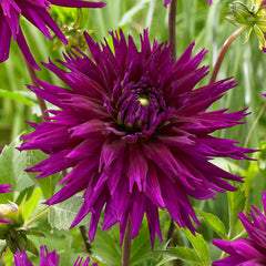 Dahlia Ambition Bulbs Perennial Growing Bonsai Roots Rhizomes Corms Tubers Potted Planting Reblooming Fragrant Garden Species Blooms Flower Seeds Plant Gardening