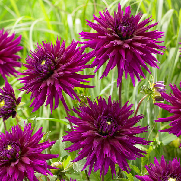 Dahlia Ambition Bulbs Perennial Growing Bonsai Roots Rhizomes Corms Tubers Potted Planting Reblooming Fragrant Garden Species Blooms Flower Seeds Plant Gardening