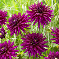 Dahlia Ambition Bulbs Perennial Growing Bonsai Roots Rhizomes Corms Tubers Potted Planting Reblooming Fragrant Garden Species Blooms Flower Seeds Plant Gardening