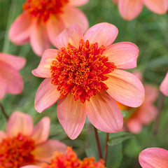 Dahlia Anemone Bulbs Perennial Growing Bonsai Roots Rhizomes Corms Tubers Potted Planting Reblooming Fragrant Garden Species Blooms Flower Seeds Plant Gardening