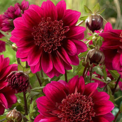 Dahlia Anemone Bulbs Perennial Growing Bonsai Roots Rhizomes Corms Tubers Potted Planting Reblooming Fragrant Garden Species Blooms Flower Seeds Plant Gardening