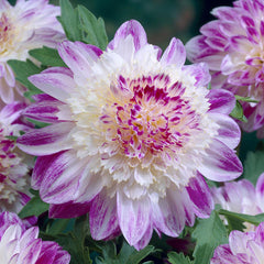Dahlia Anemone Bulbs Perennial Growing Bonsai Roots Rhizomes Corms Tubers Potted Planting Reblooming Fragrant Garden Species Blooms Flower Seeds Plant Gardening
