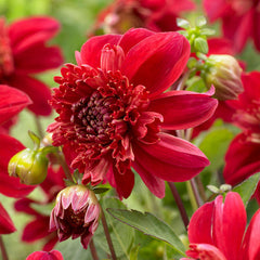 Dahlia Anemone Bulbs Perennial Growing Bonsai Roots Rhizomes Corms Tubers Potted Planting Reblooming Fragrant Garden Species Blooms Flower Seeds Plant Gardening