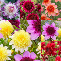 Dahlia Anemone Bulbs Perennial Growing Bonsai Roots Rhizomes Corms Tubers Potted Planting Reblooming Fragrant Garden Species Blooms Flower Seeds Plant Gardening