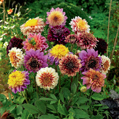 Anemone Flowering Mixed Dahlia Bulbs Perennial Growing Bonsai Roots Rhizomes Corms Tubers Potted Planting Reblooming Fragrant Garden Species Blooms Flower Seeds Plant Gardening