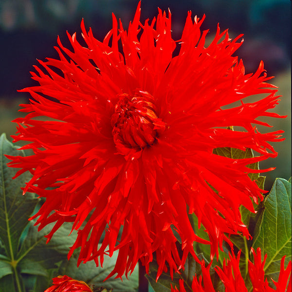 Apache Dahlia Bulbs Perennial Growing Bonsai Roots Rhizomes Corms Tubers Potted Planting Reblooming Fragrant Garden Species Blooms Flower Seeds Plant Gardening