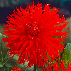 Apache Dahlia Bulbs Perennial Growing Bonsai Roots Rhizomes Corms Tubers Potted Planting Reblooming Fragrant Garden Species Blooms Flower Seeds Plant Gardening