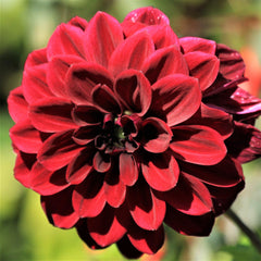 Dahlia Arabian Night Bulbs Perennial Growing Bonsai Roots Rhizomes Corms Tubers Potted Planting Reblooming Fragrant Garden Species Blooms Flower Seeds Plant Gardening