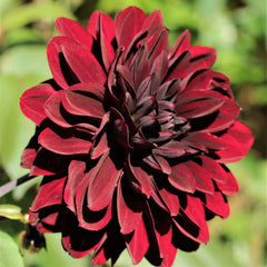 Dahlia Arabian Night Bulbs Perennial Growing Bonsai Roots Rhizomes Corms Tubers Potted Planting Reblooming Fragrant Garden Species Blooms Flower Seeds Plant Gardening