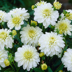 Art Fair Dahlia Bulbs Perennial Growing Bonsai Roots Rhizomes Corms Tubers Potted Planting Reblooming Fragrant Garden Species Blooms Flower Seeds Plant Gardening