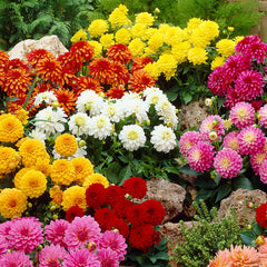 Art Fair Dahlia Bulbs Perennial Growing Bonsai Roots Rhizomes Corms Tubers Potted Planting Reblooming Fragrant Garden Species Blooms Flower Seeds Plant Gardening